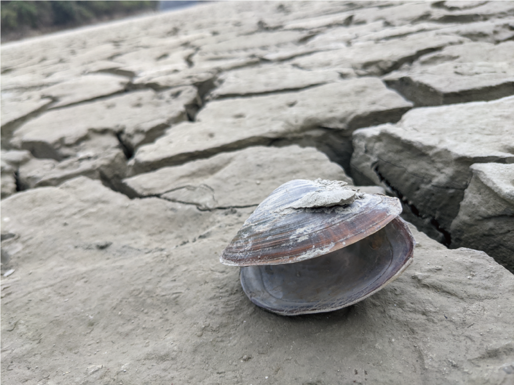 台南六甲夢之湖
乾旱
旅遊
生物